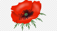 png-transparent-poppy-miscellaneous-photography-flower.png